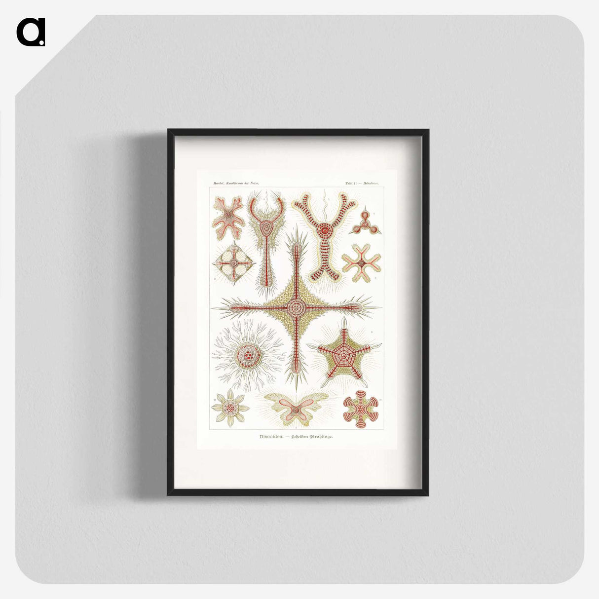 2-53_Ernst-Haeckel_blk
