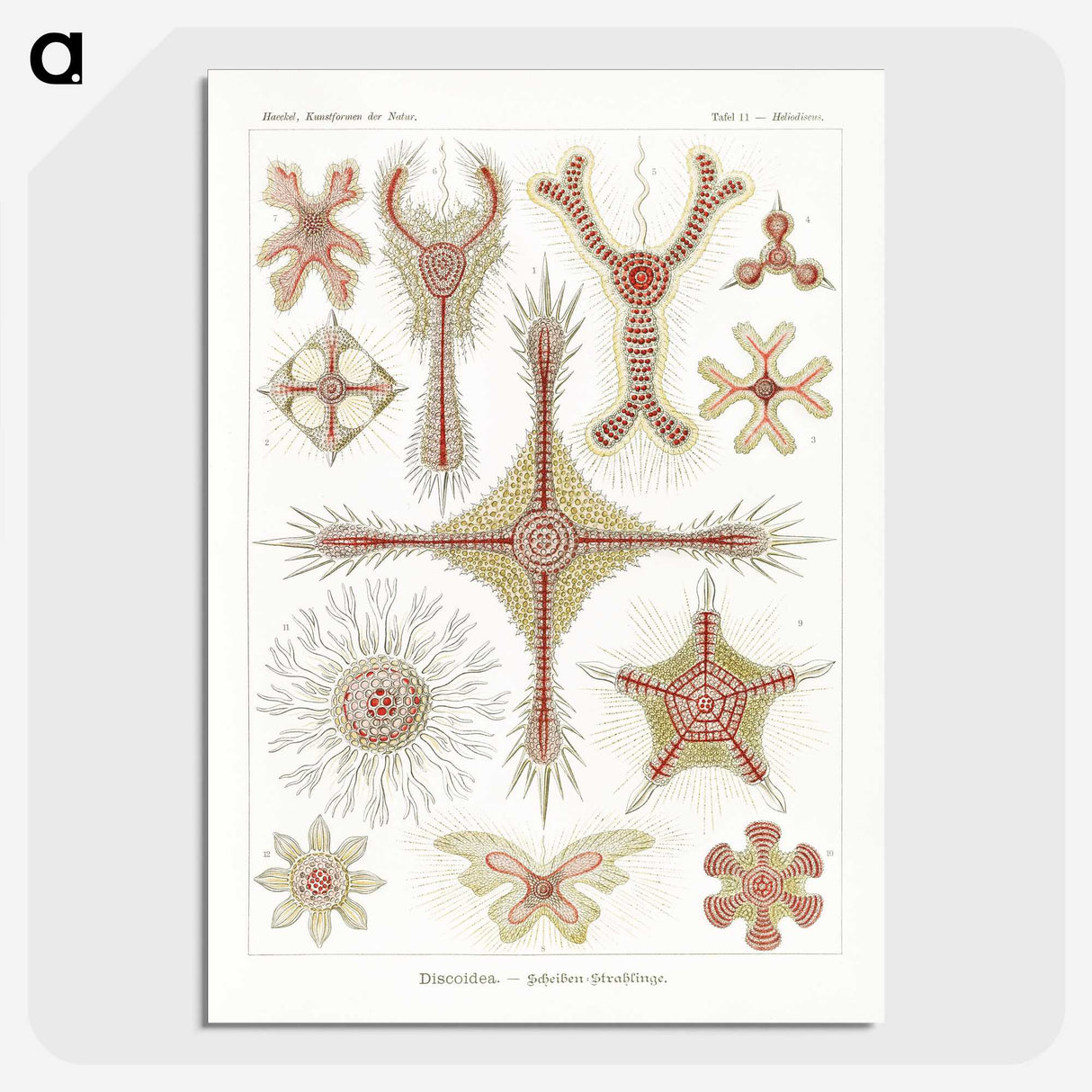 2-53_Ernst-Haeckel_picture-crop