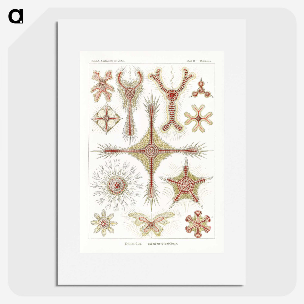 2-53_Ernst-Haeckel_picture