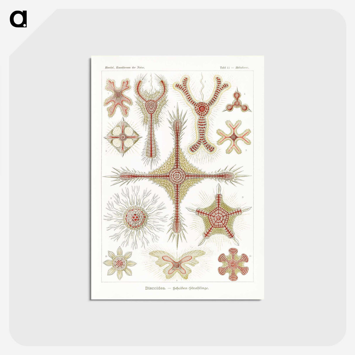 2-53_Ernst-Haeckel_postcard