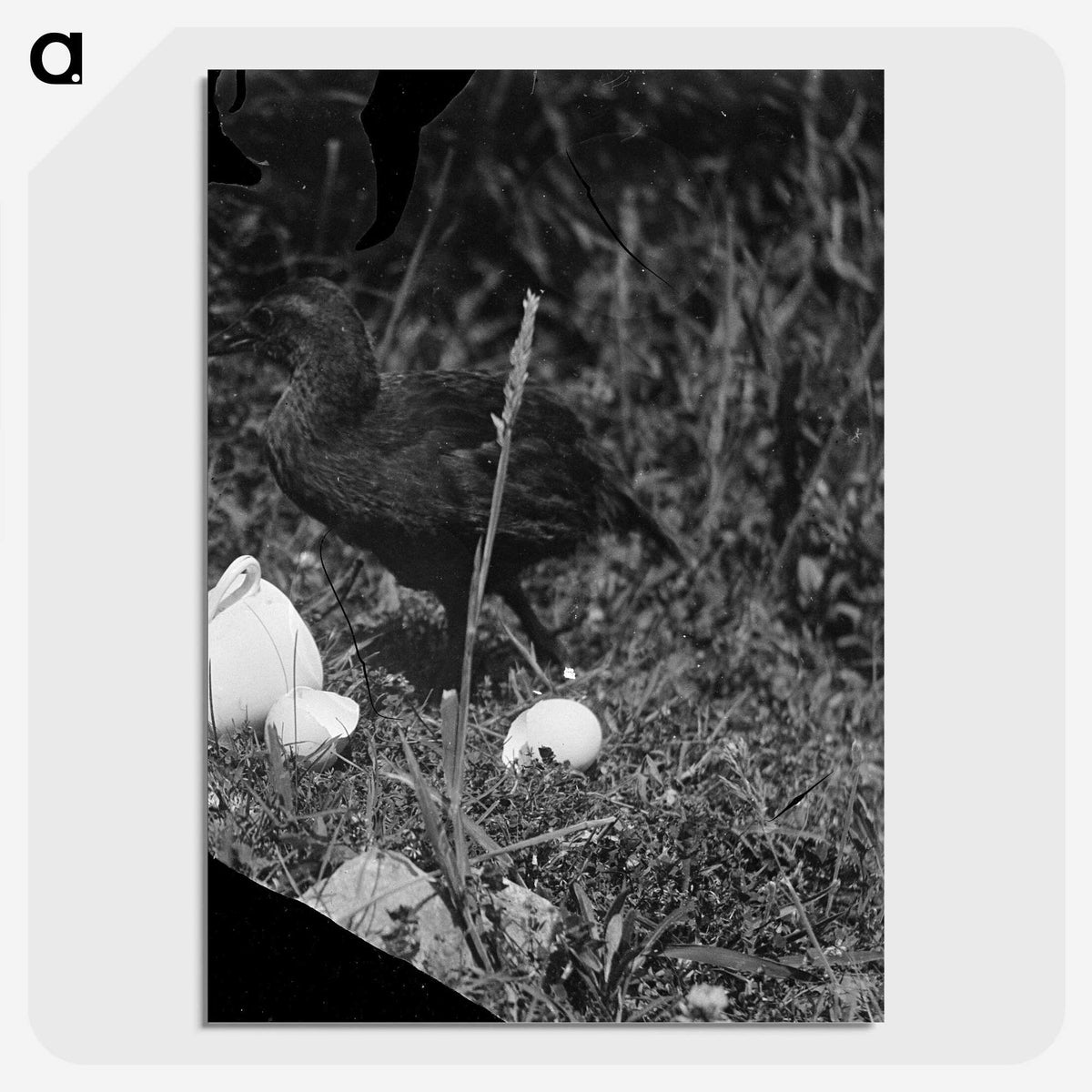 2-53_Frederick-Charles-Brockett_picture-crop