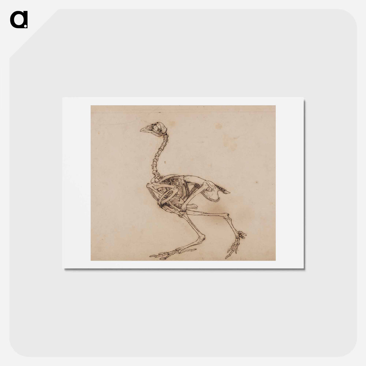 アートポストカード-Dorking Hen Skeleton
- ジョージ スタッブス Postcard.
