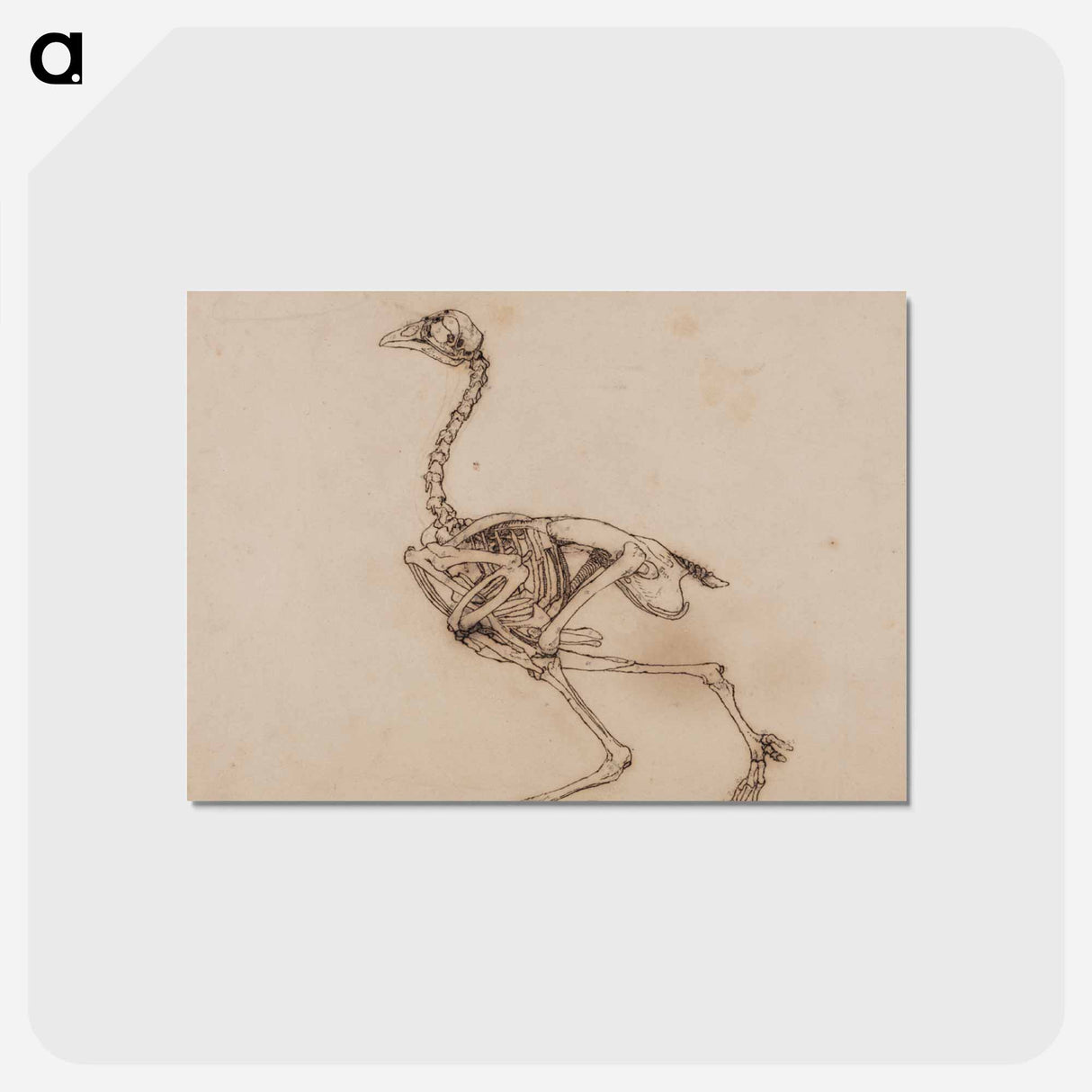アートポストカード-Dorking Hen Skeleton
- ジョージ スタッブス Postcard.