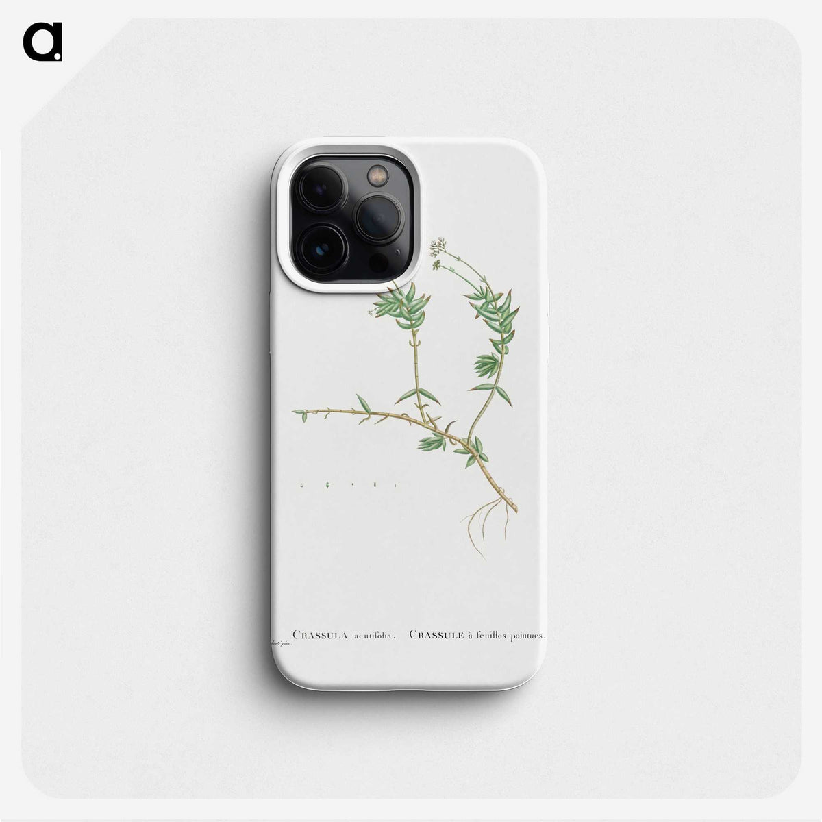 2-53_Histoire-des-Plantes-Grasses_phone