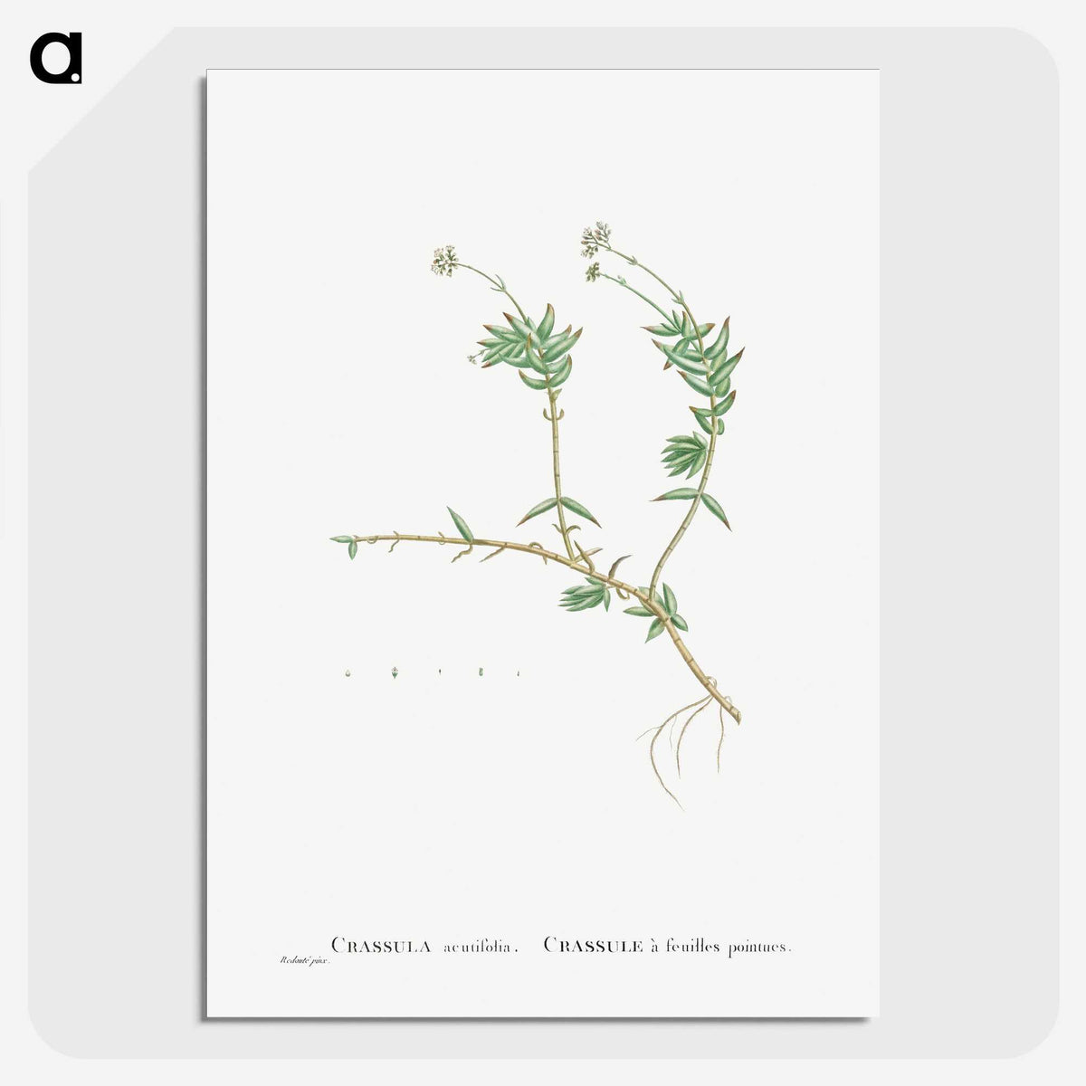 2-53_Histoire-des-Plantes-Grasses_picture-crop