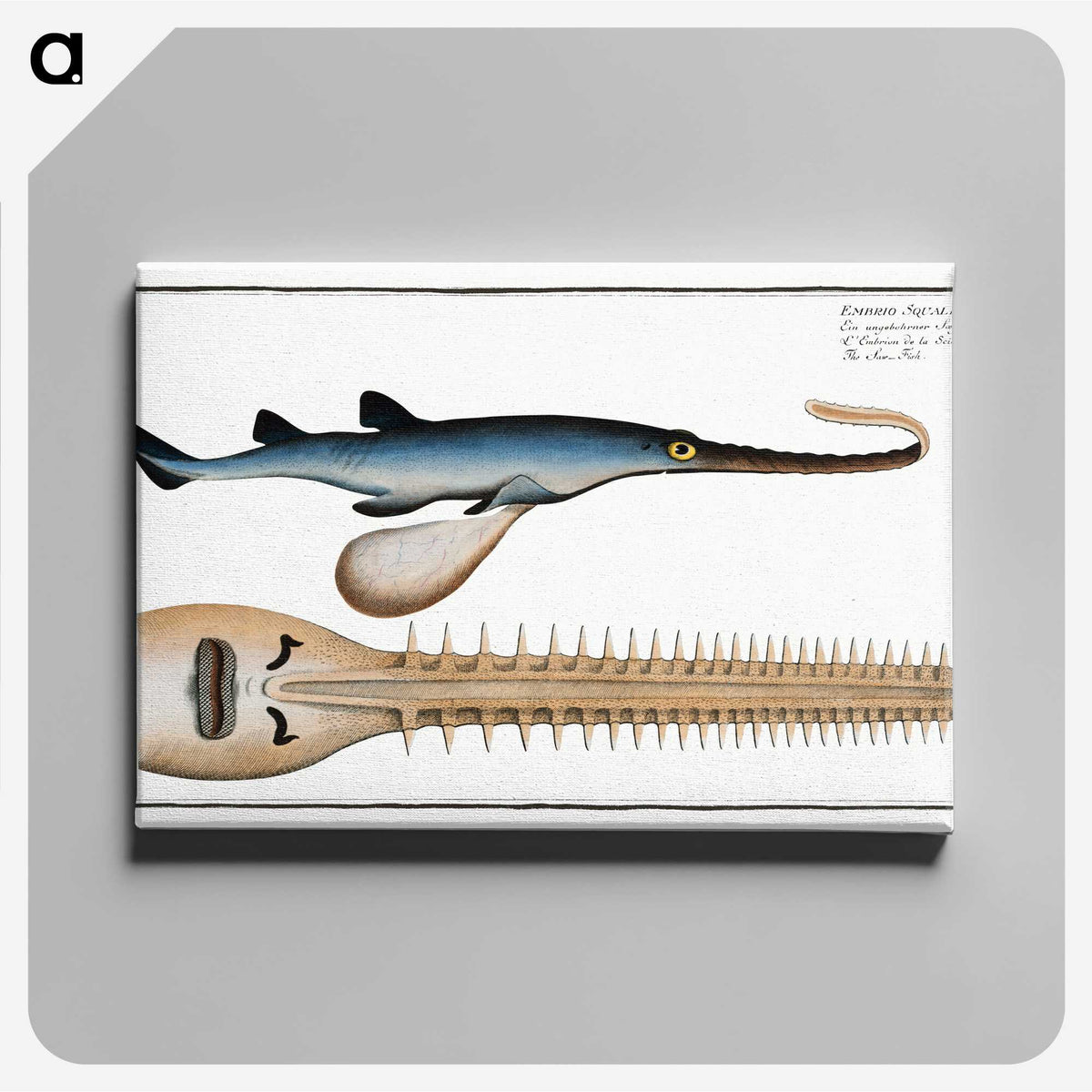 2-53_Ichtyologie-ou-Histoire-naturelle_canvas