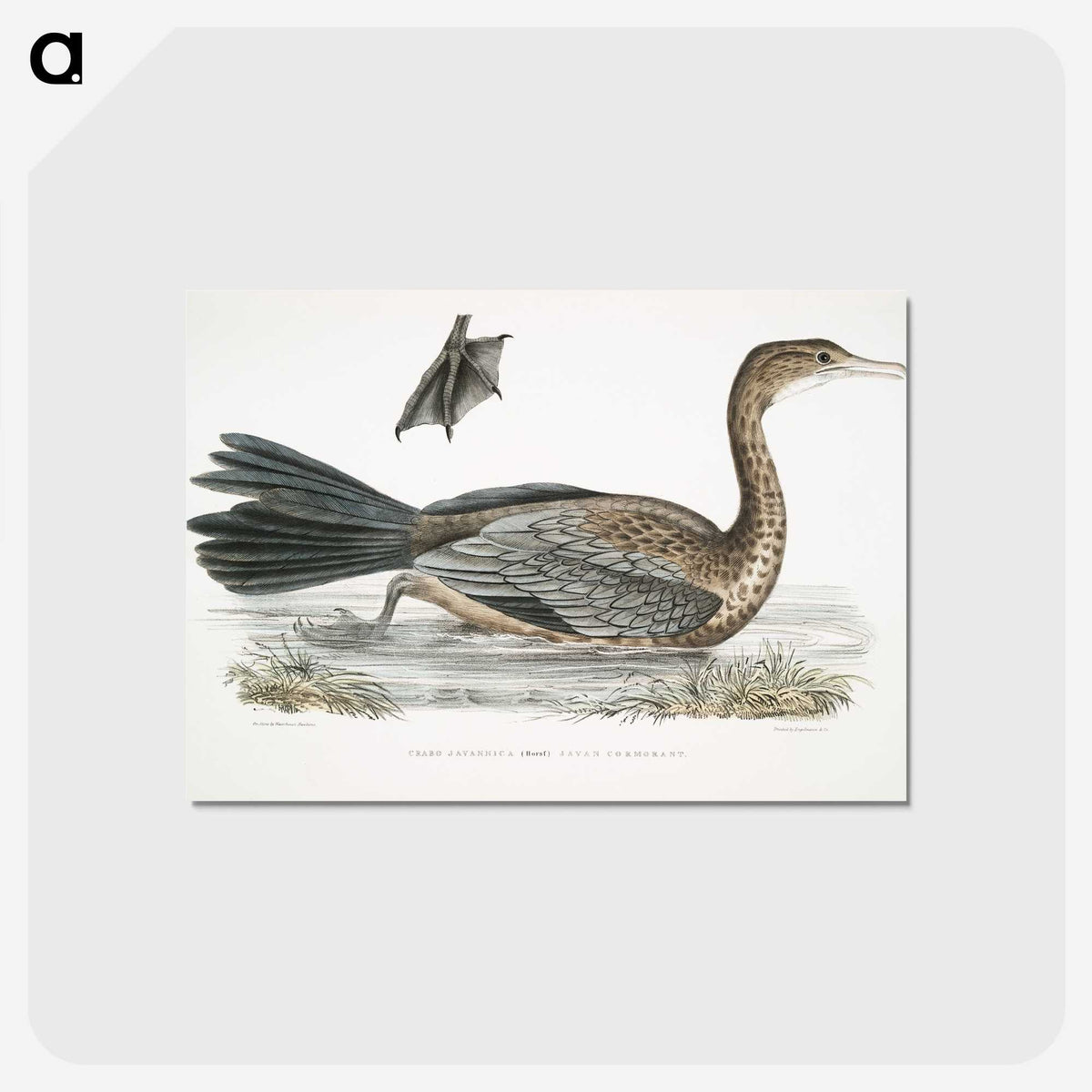 2-53_Indian-Zoology_postcard