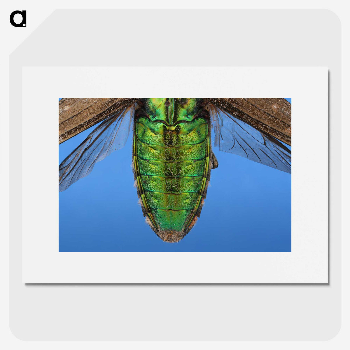 2-53_Insects-Unlocked-Project_picture
