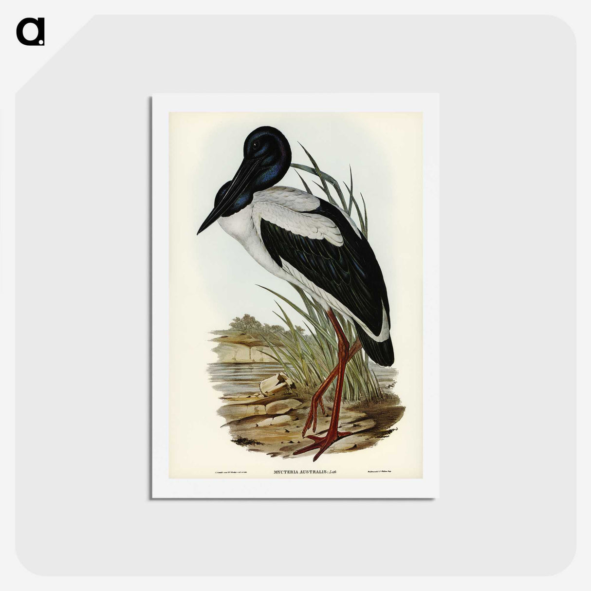 2-53_John-Gould_hagaki