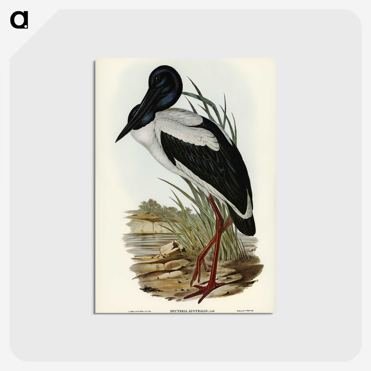 2-53_John-Gould_postcard