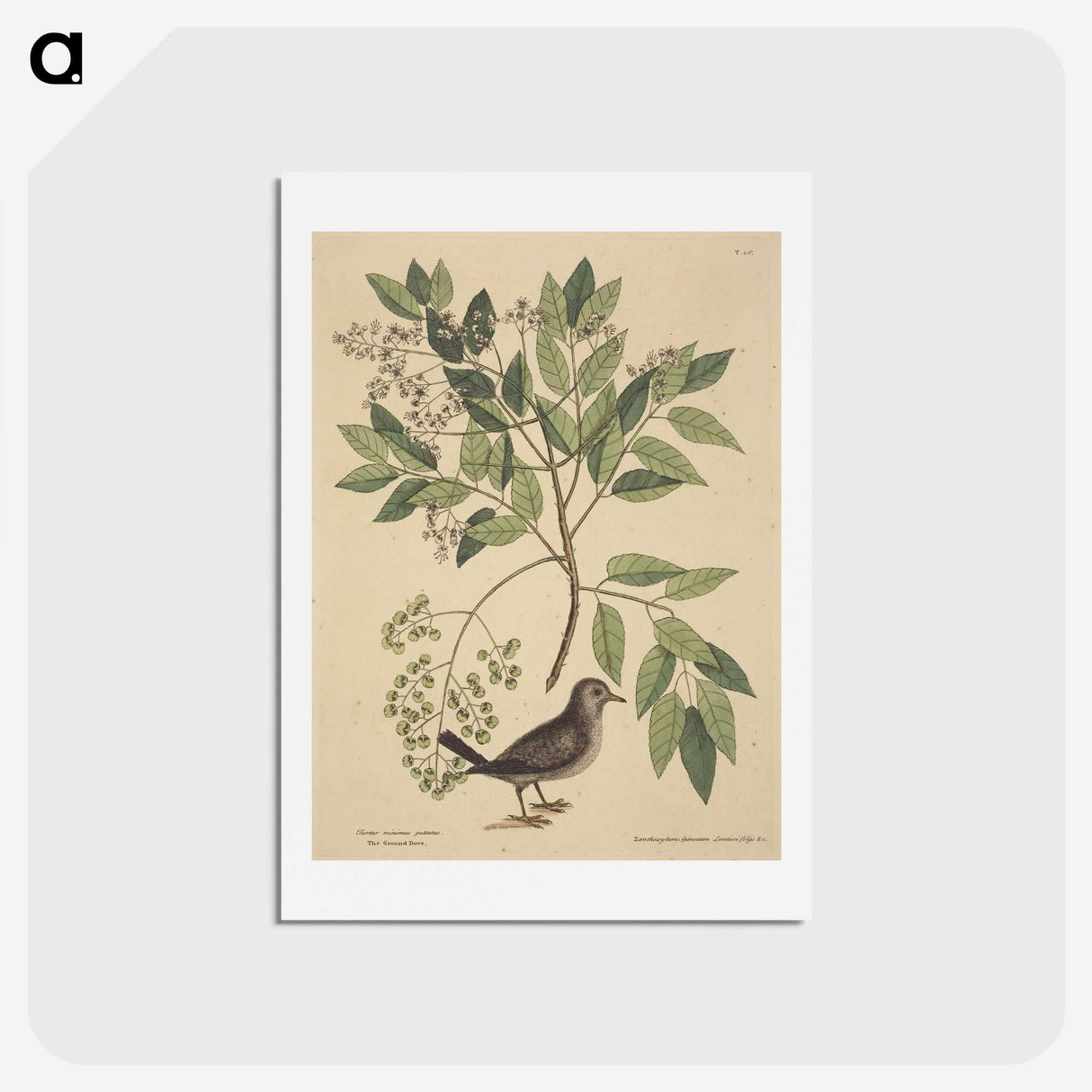 2-53_Mark-Catesby_hagaki