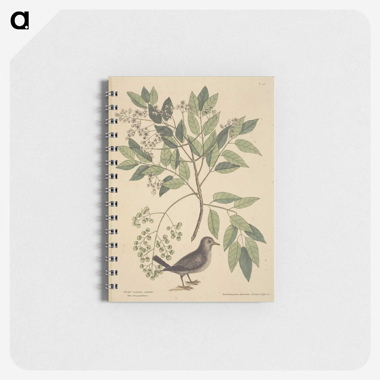 2-53_Mark-Catesby_memo