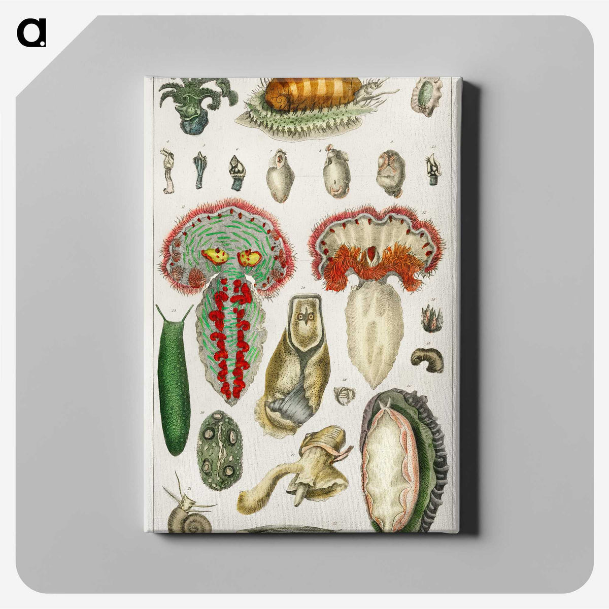 2-53_Medical-Botany_canvas