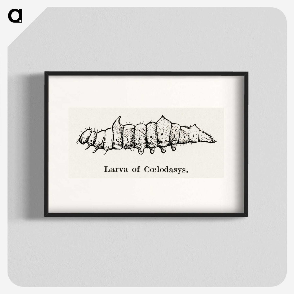 2-53_Moths-and-Butterflies-of-the-United-States_blk