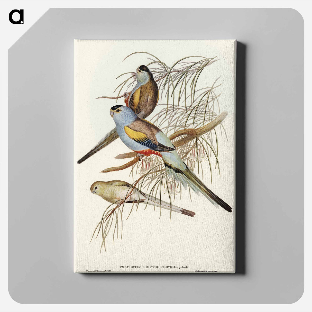 Golden-backed Parakeet
- オーストラリアの鳥 Canvas.