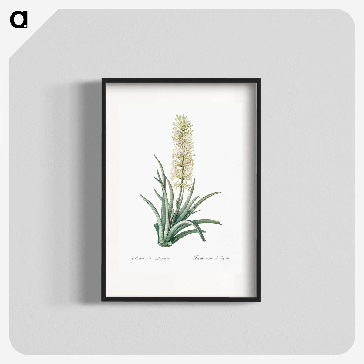 2-53_The-Lilies_blk