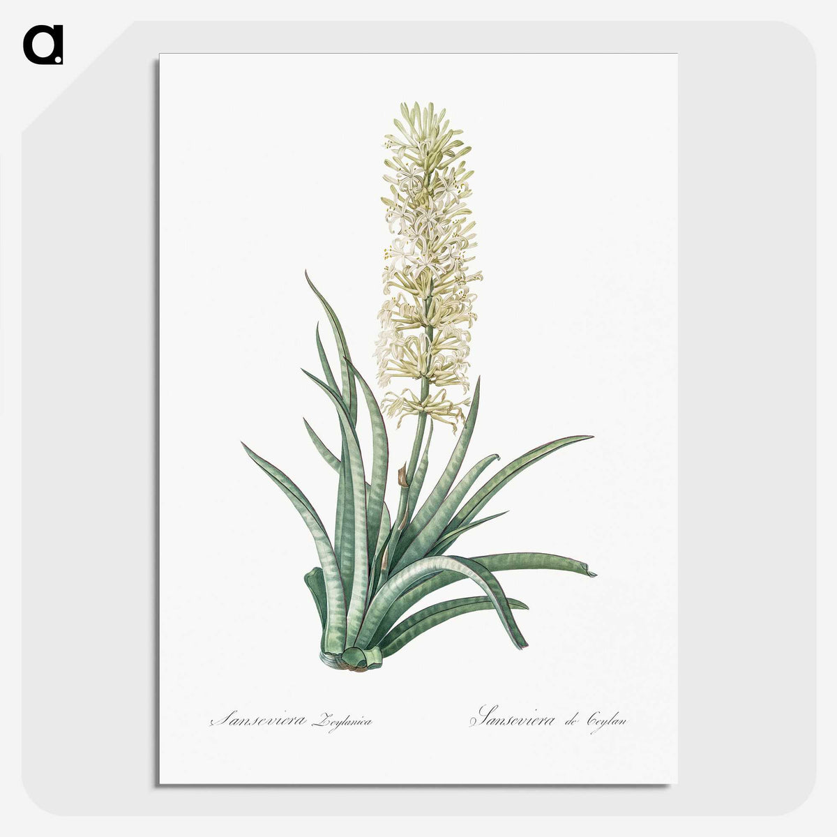 2-53_The-Lilies_picture-crop
