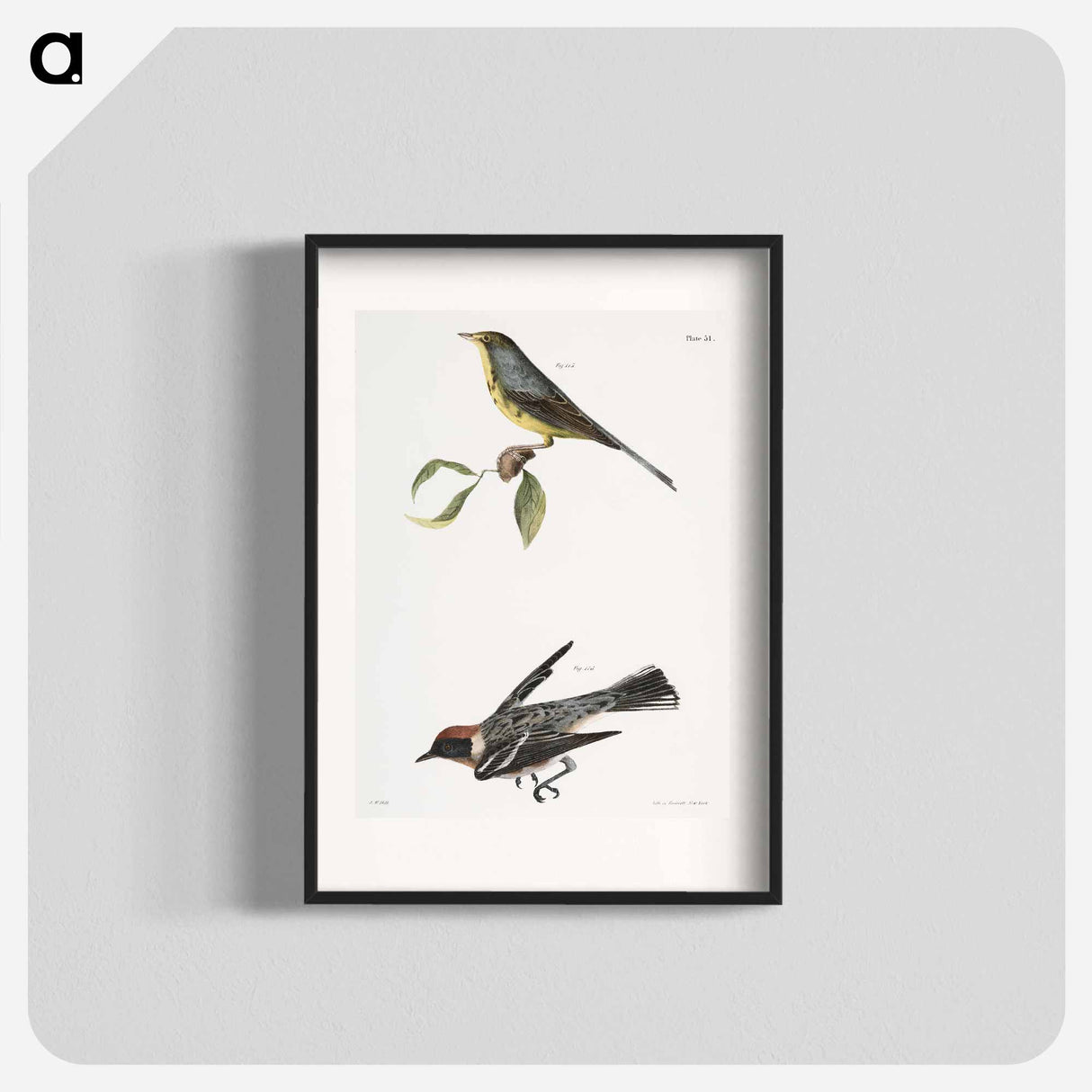 The Spotted Canada Warbler (Sylvicola pardalina) The Bay-breasted Warbler (Sylvicola castanea) - New York Zoological Poster.