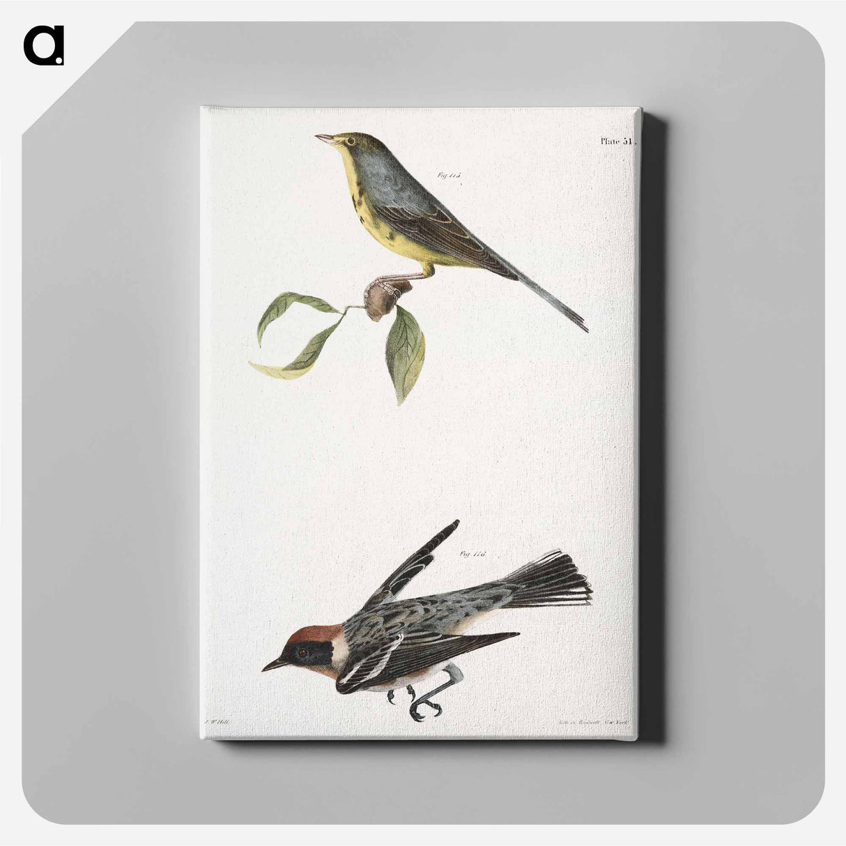 The Spotted Canada Warbler (Sylvicola pardalina) The Bay-breasted Warbler (Sylvicola castanea) - New York Zoological Canvas.