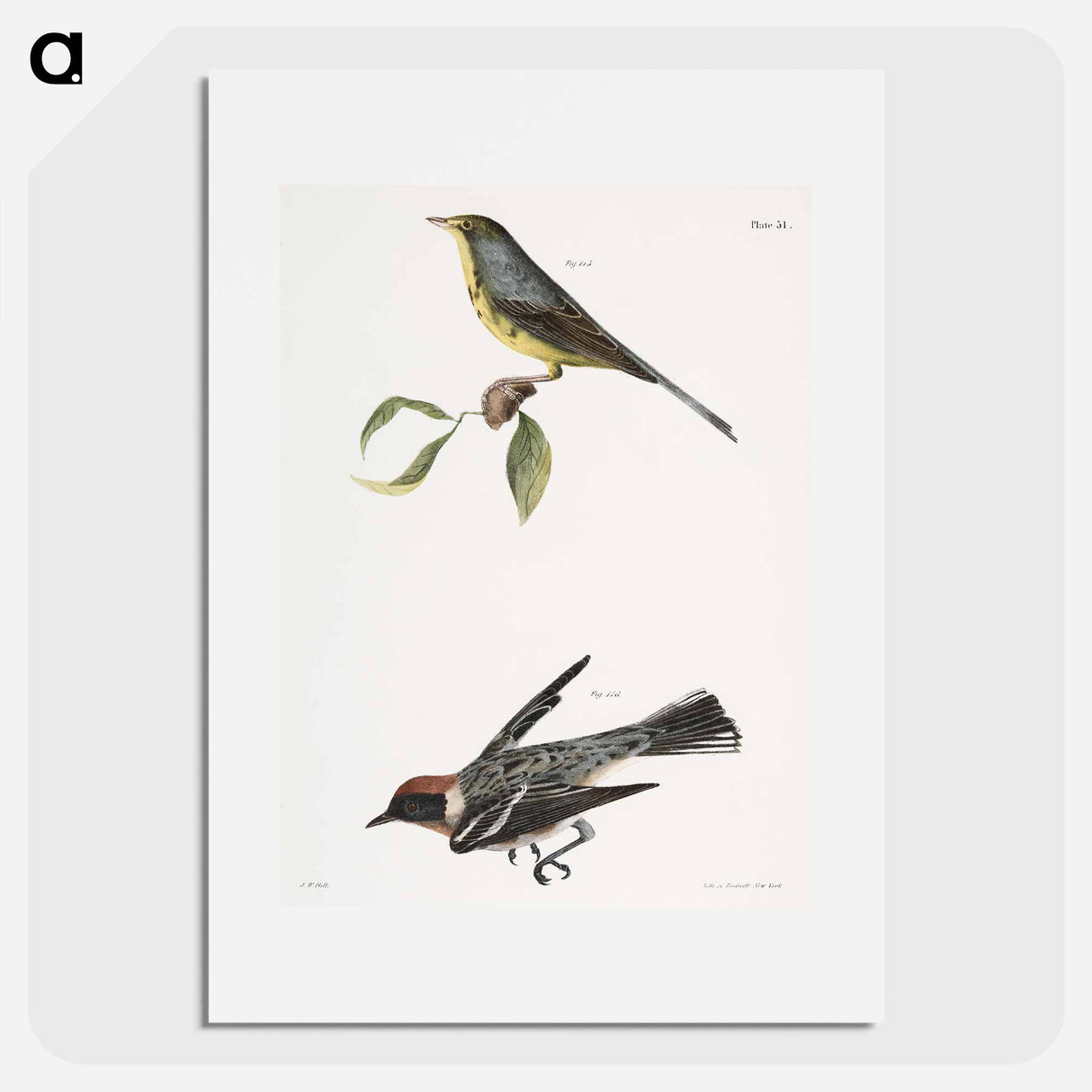 The Spotted Canada Warbler (Sylvicola pardalina) The Bay-breasted Warbler (Sylvicola castanea) - New York Zoological Poster.