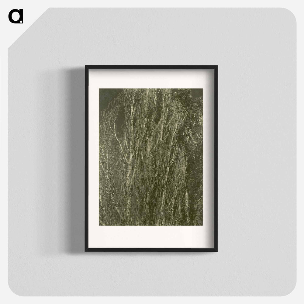 Poplars, Lake George - アルフレッド スティーグリッツ Poster.