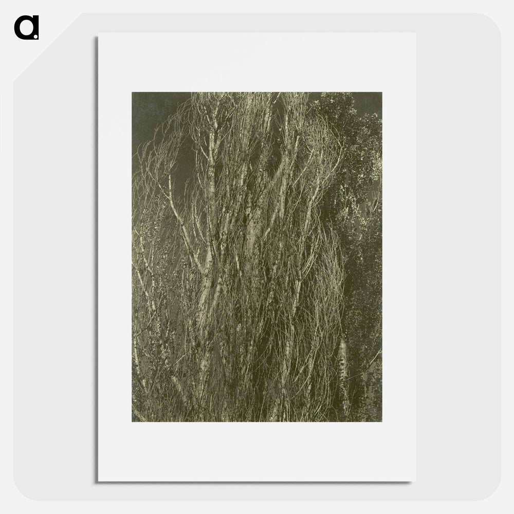 Poplars, Lake George - アルフレッド スティーグリッツ Poster.