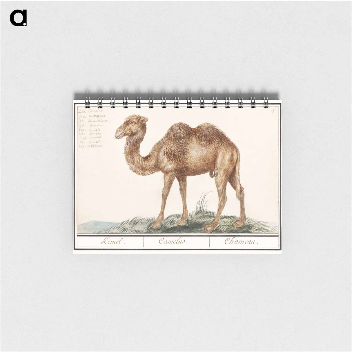 アートメモ帳-Camel - アンセルムス ボエティウス デ ブート Memo.