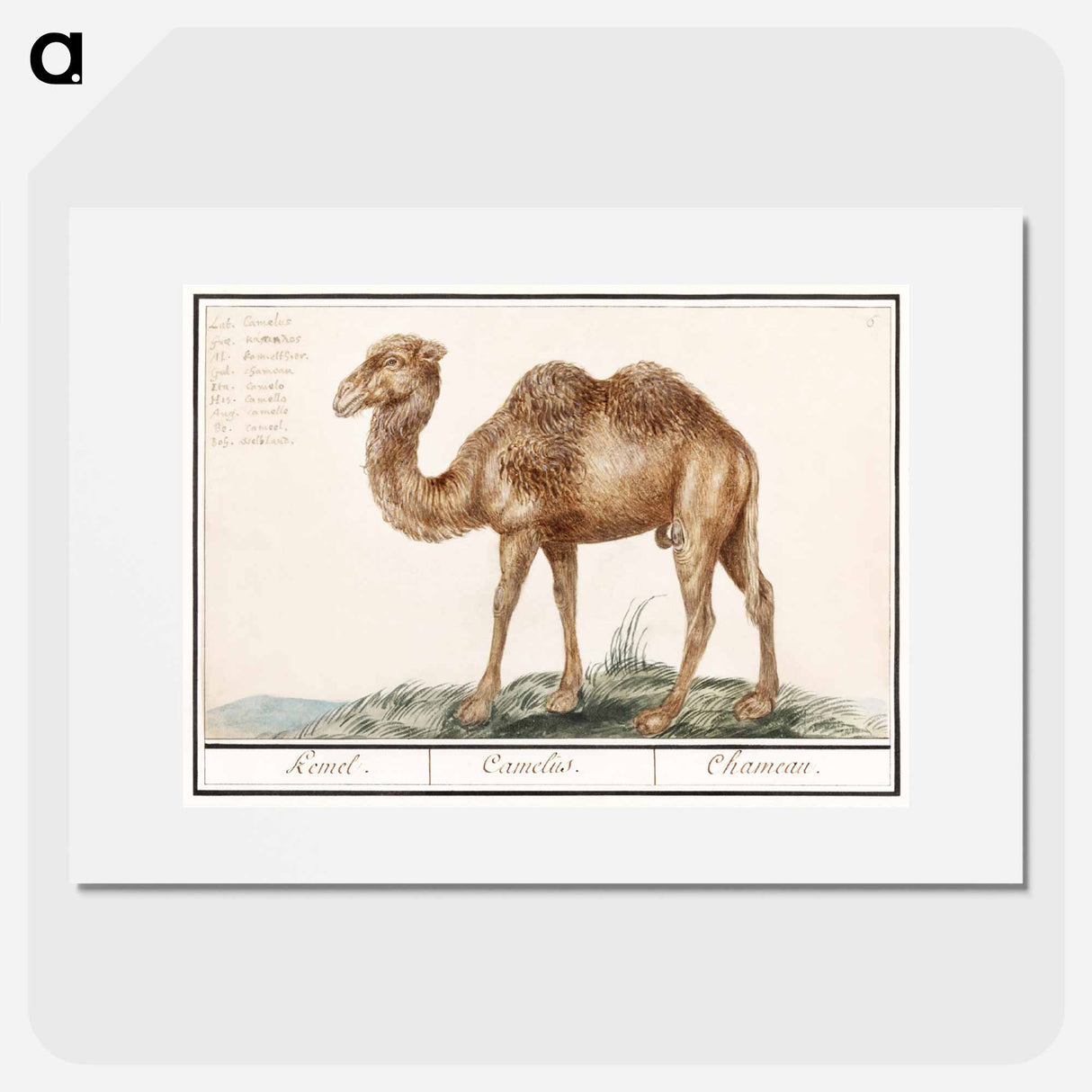 アートポスター-Camel - アンセルムス ボエティウス デ ブート Poster.
