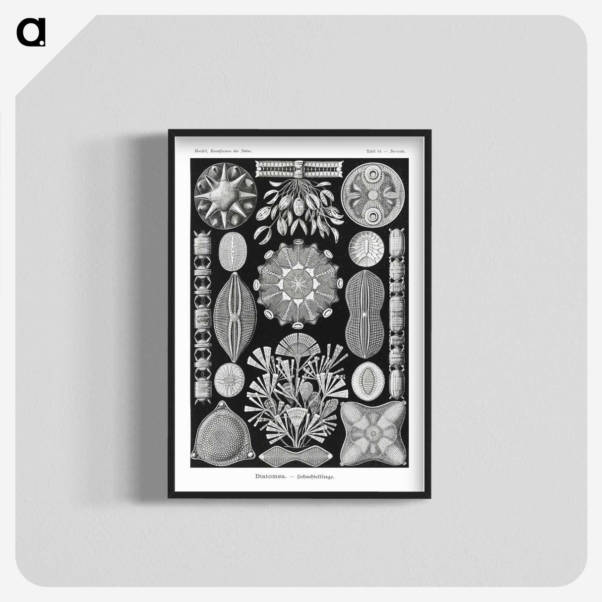 2-54_Ernst-Haeckel_blk-crop