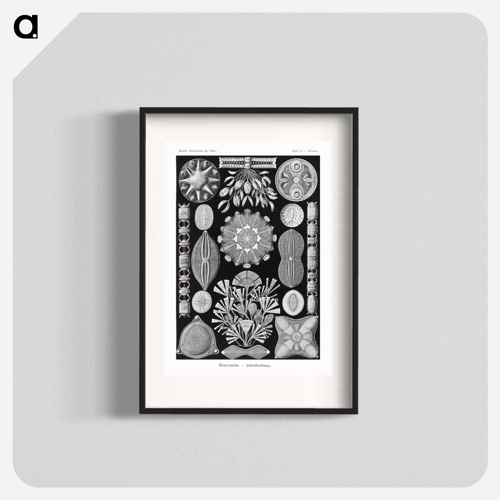 Diatomea–Schachtellinge from Kunstformen der Natur - エルンスト ヘッケル Poster.