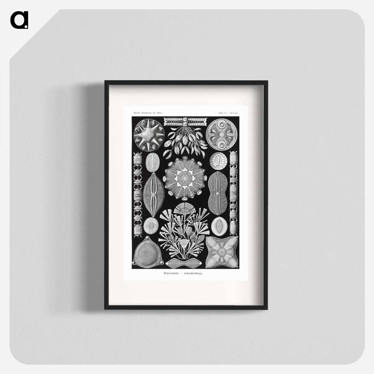 Diatomea–Schachtellinge from Kunstformen der Natur - エルンスト ヘッケル Poster.