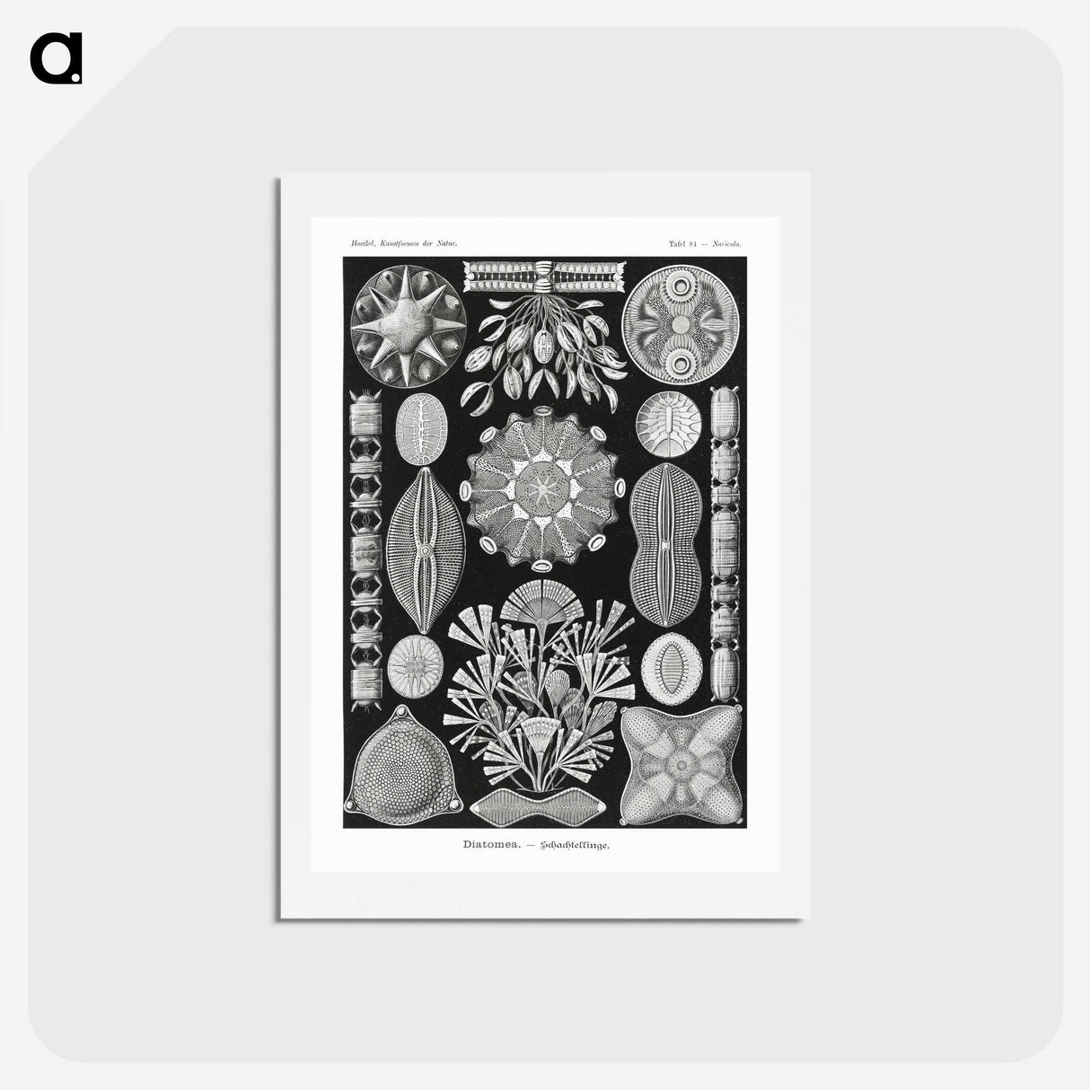 2-54_Ernst-Haeckel_hagaki