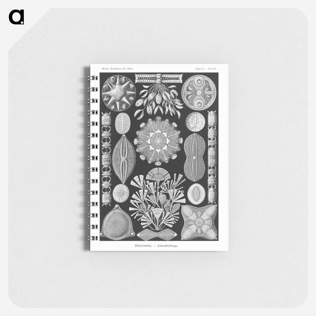 2-54_Ernst-Haeckel_memo