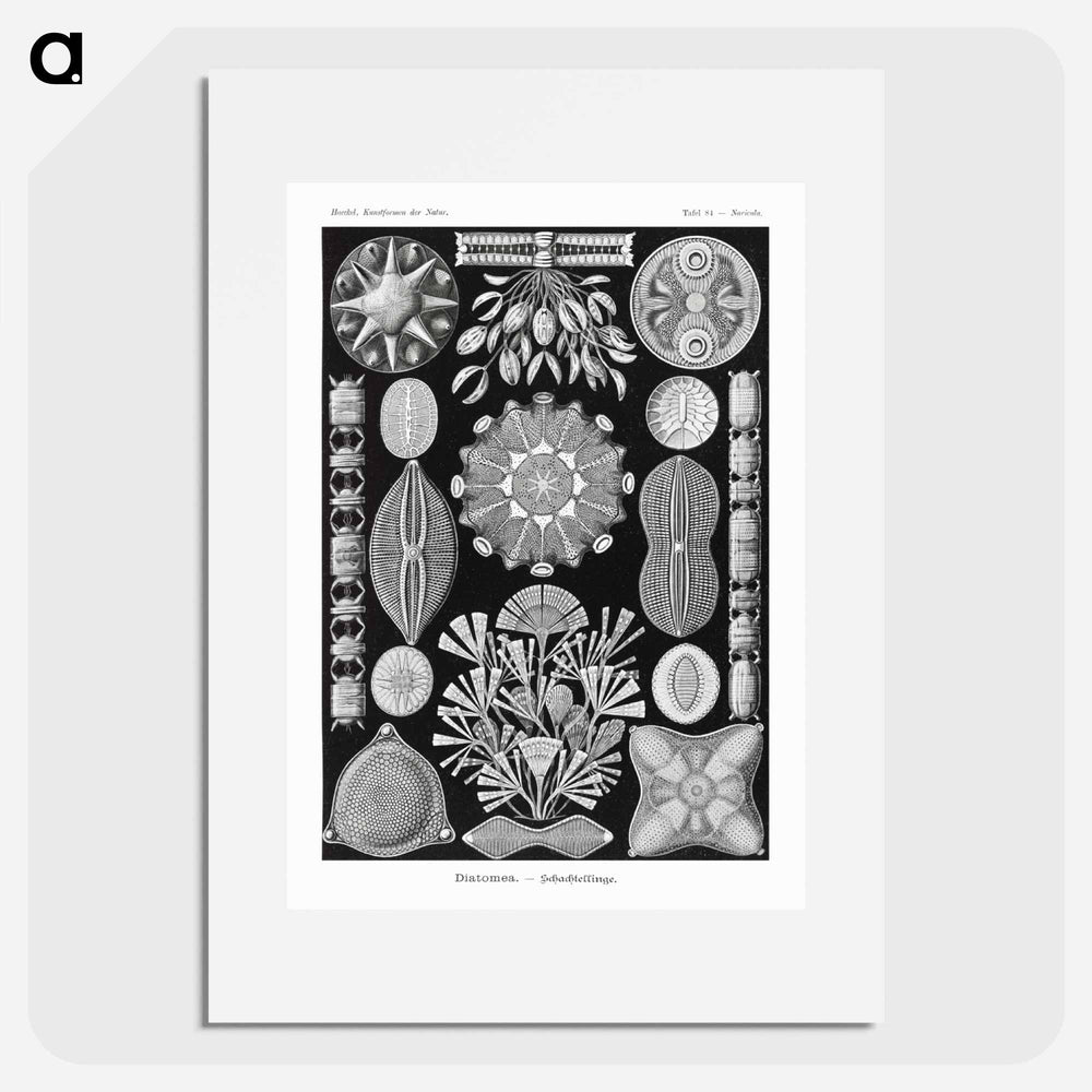Diatomea–Schachtellinge from Kunstformen der Natur - エルンスト ヘッケル Poster.