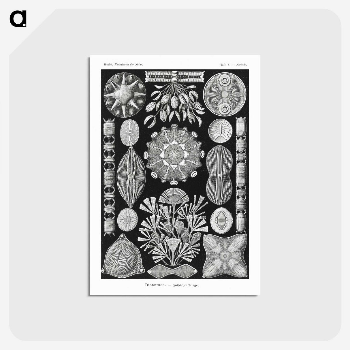 2-54_Ernst-Haeckel_postcard