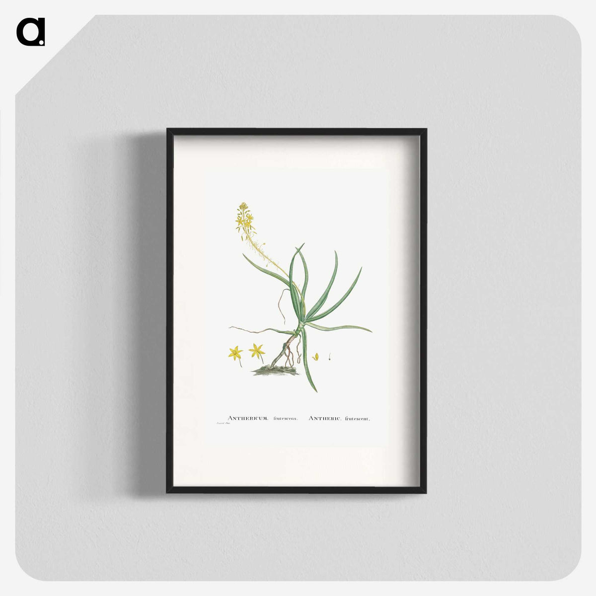 2-54_Histoire-des-Plantes-Grasses_blk