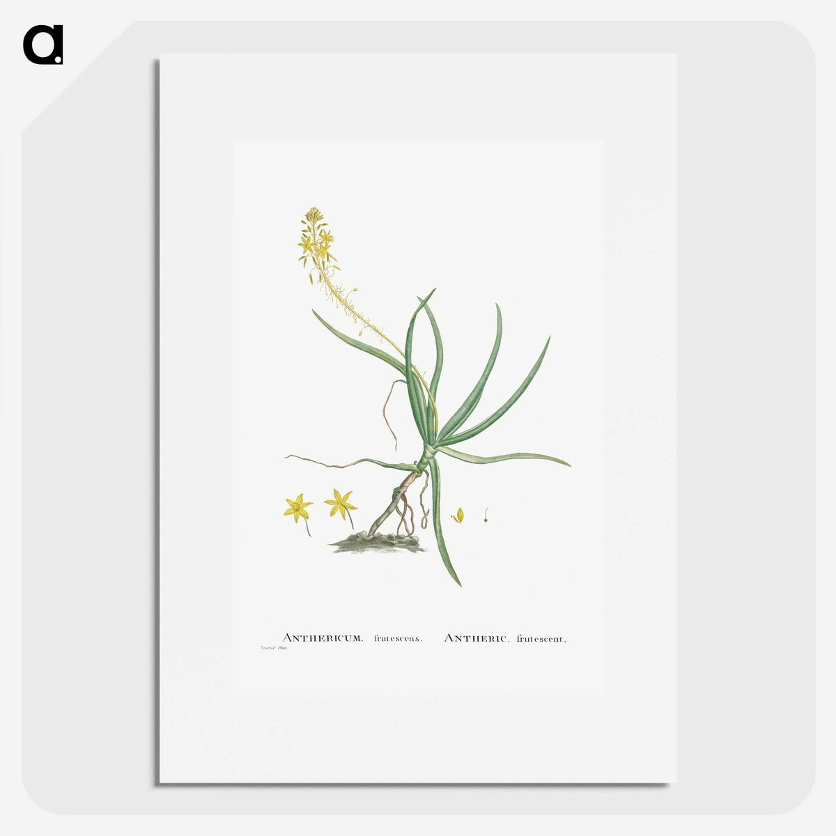 2-54_Histoire-des-Plantes-Grasses_picture