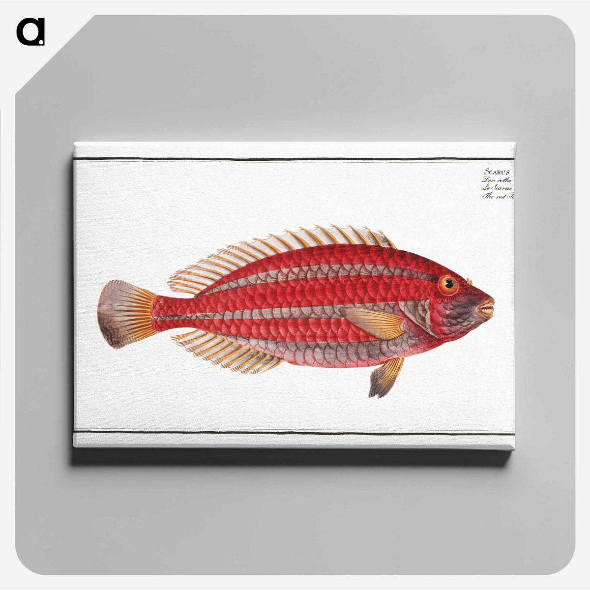 2-54_Ichtyologie-ou-Histoire-naturelle_canvas