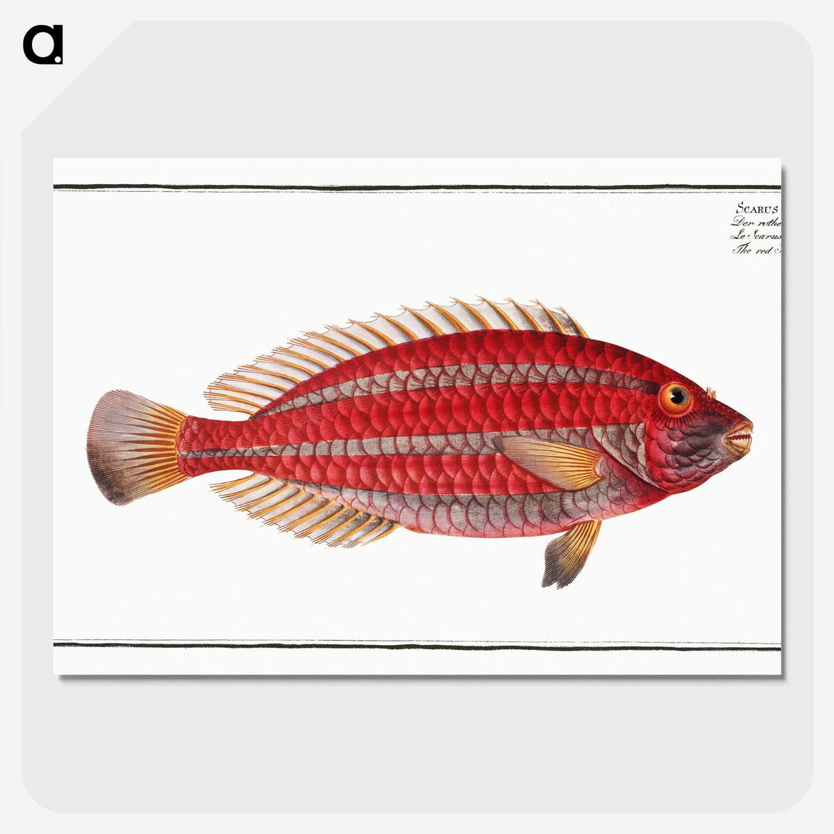 2-54_Ichtyologie-ou-Histoire-naturelle_picture-crop