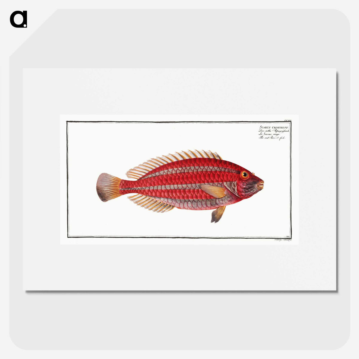 2-54_Ichtyologie-ou-Histoire-naturelle_picture