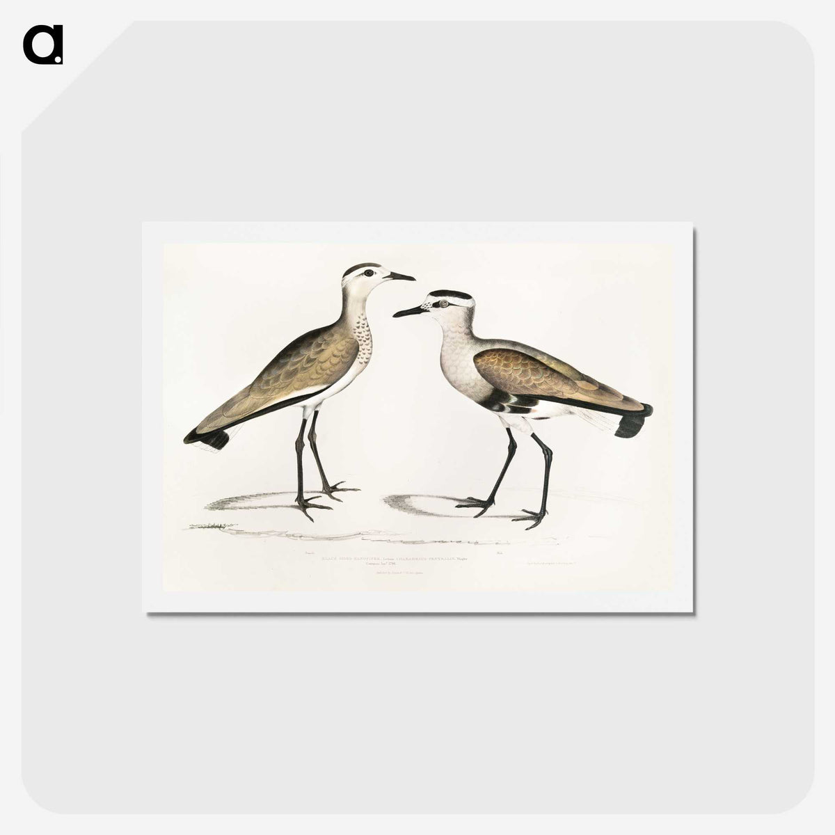 2-54_Indian-Zoology_hagaki