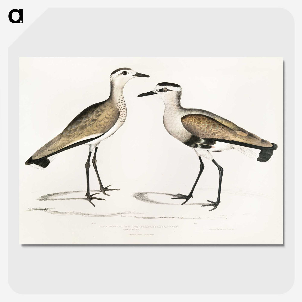 2-54_Indian-Zoology_picture-crop
