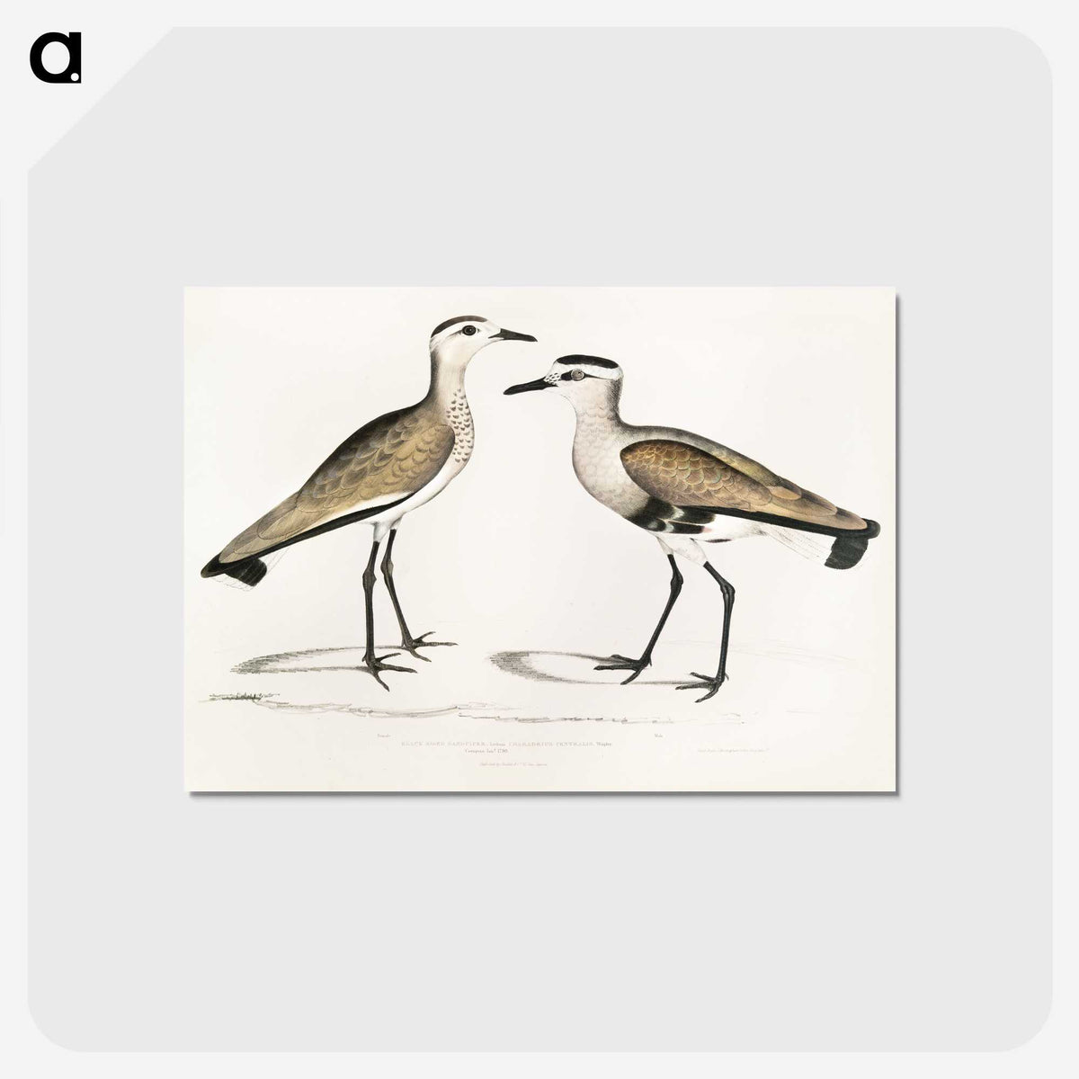 2-54_Indian-Zoology_postcard
