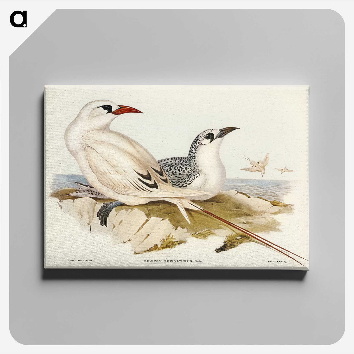 2-54_John-Gould_canvas