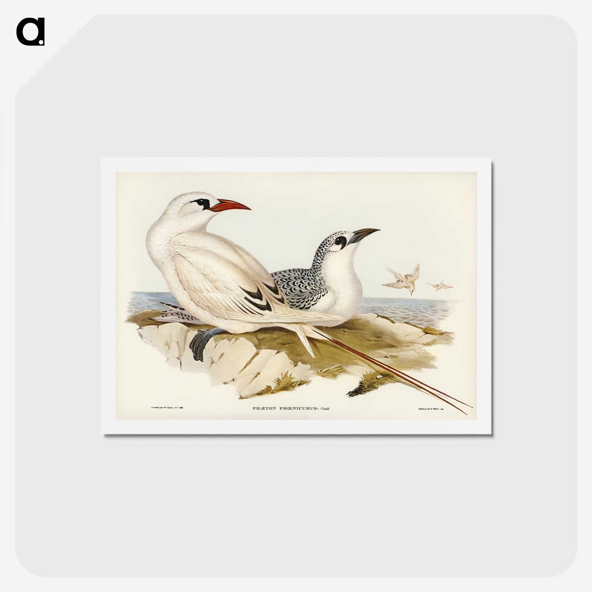 2-54_John-Gould_hagaki