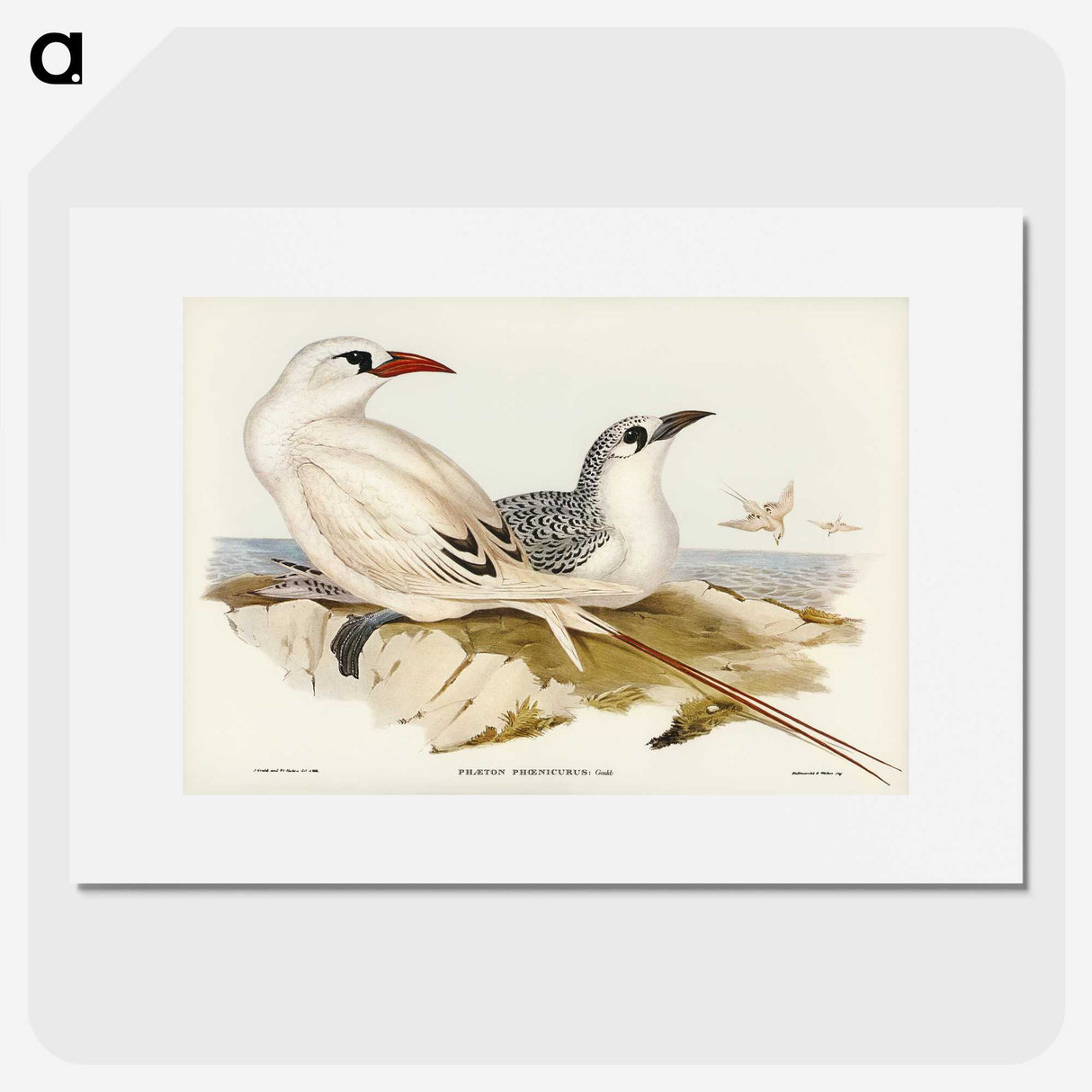 2-54_John-Gould_picture