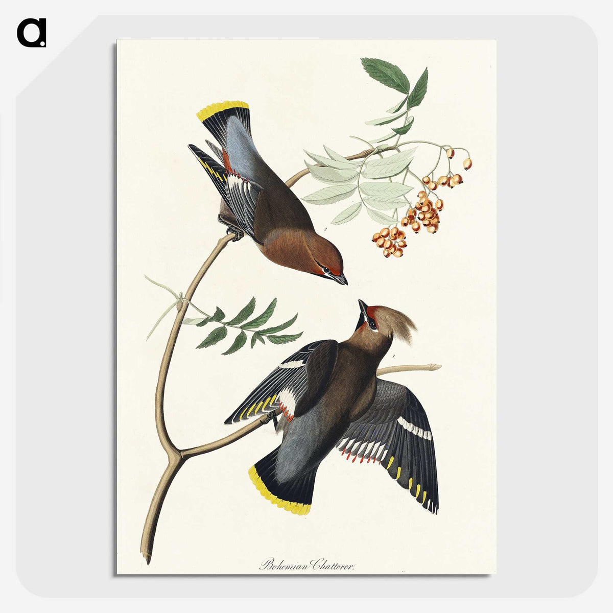 2-54_John-James-Audubon_picture-crop