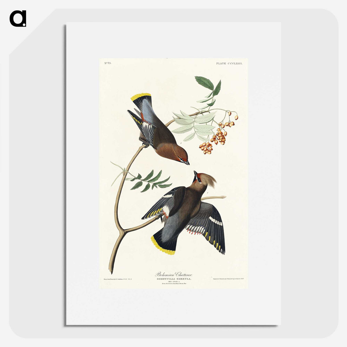 2-54_John-James-Audubon_picture
