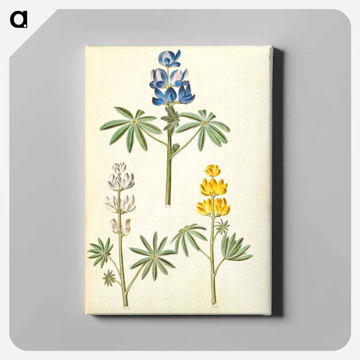 アートパネル-Lupinus
- マリア ジビーラ メーリアン Canvas.