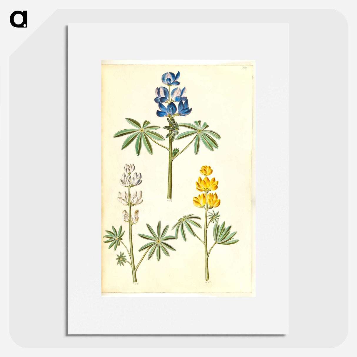 2-54_Maria-Sibylla-Merian_picture